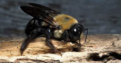 Carpenter Bee