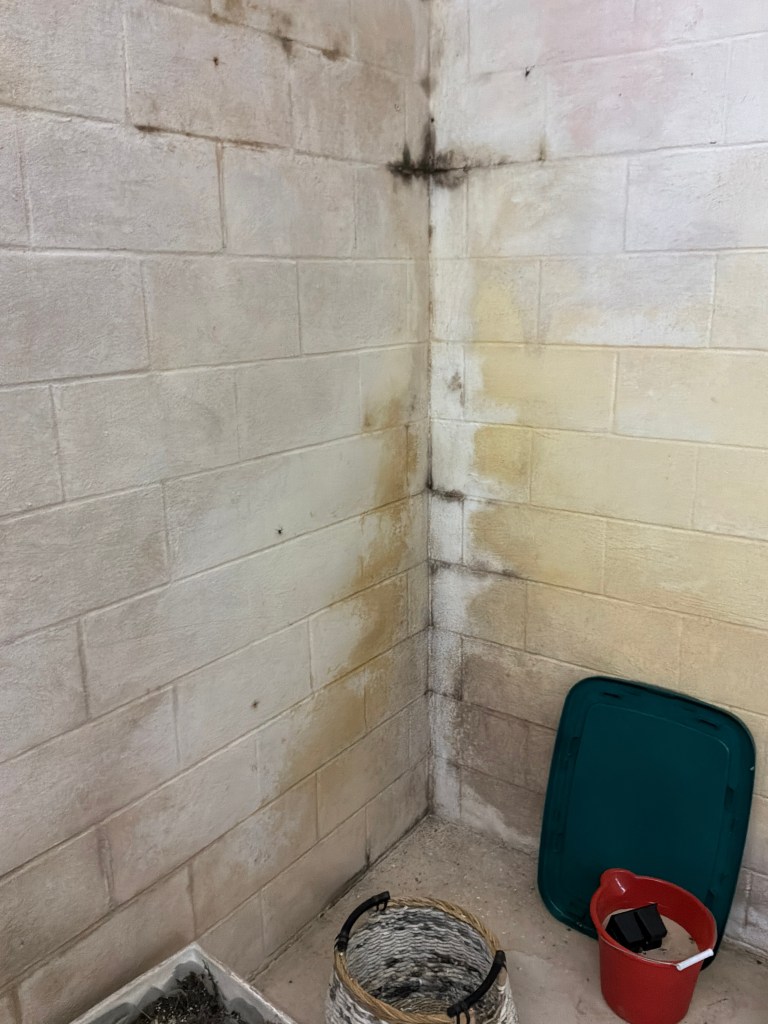 Efflorescence and moisture staining at foundation wall corner due to water intrusion
