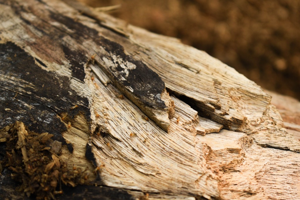 Subterranean termites feeding inside damaged wood. Termites can remain hidden for long periods before homeowners notice signs of damage.